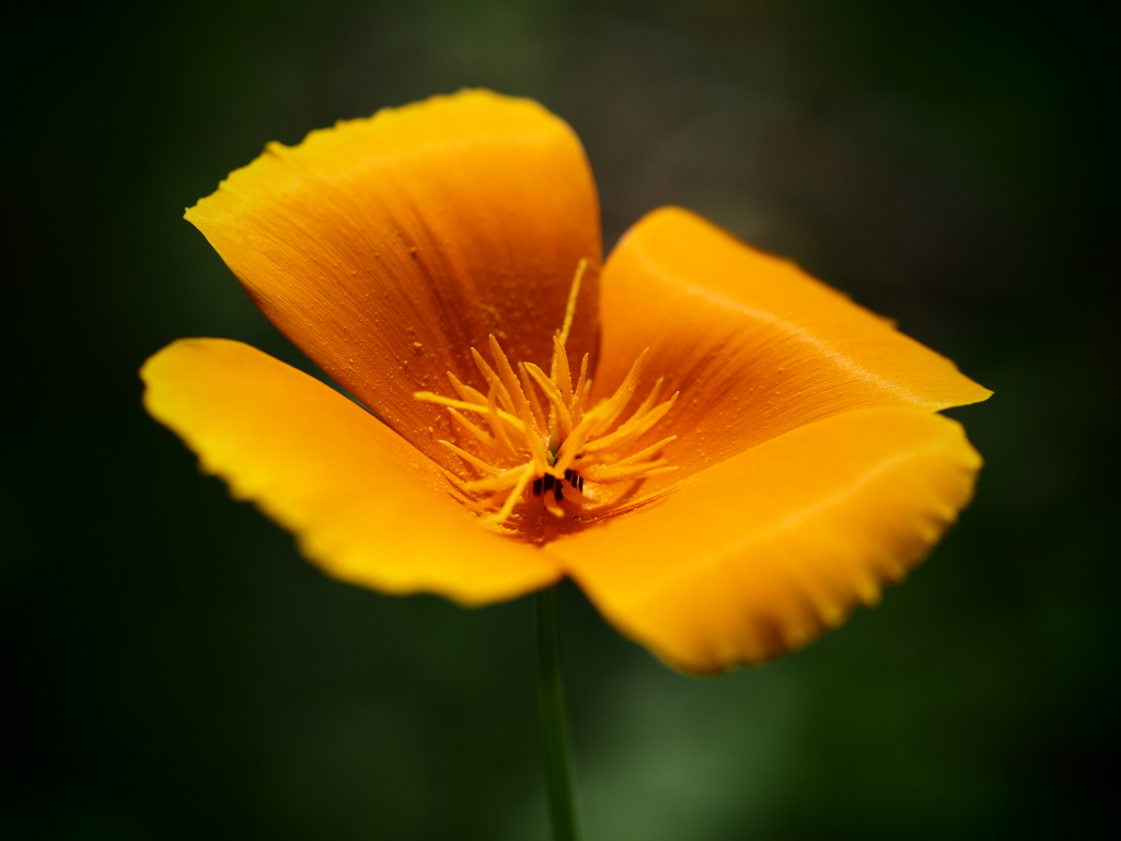 オレンジのお花♪♪