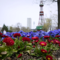 大通公園