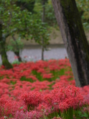 巾着田曼珠沙華公園