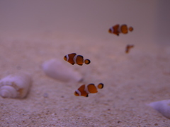 カクレクマノミ