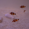 カクレクマノミ