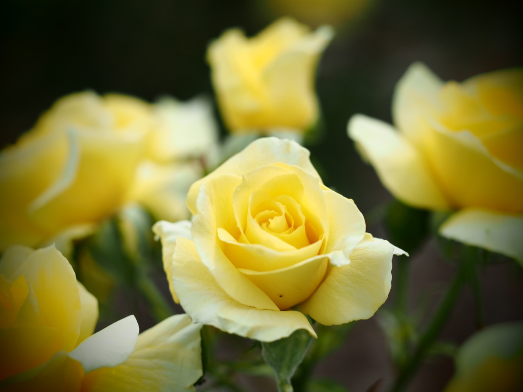 ROSE　19