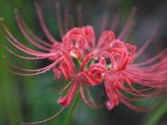 雨の曼珠沙華1