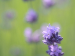 ラベンダーの花