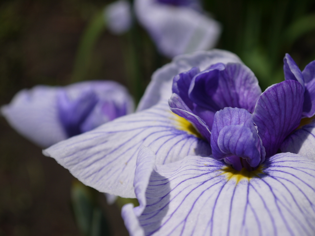 花菖蒲