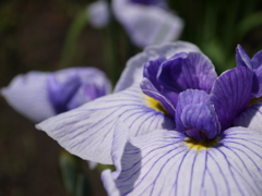 花菖蒲