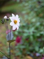 お花１