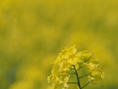 菜の花