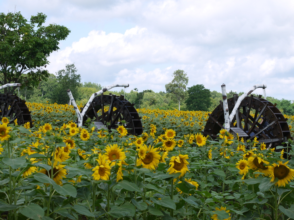 ひまわりと水車