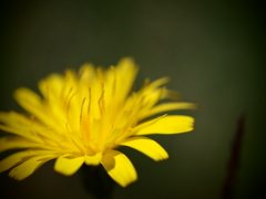 黄色のお花