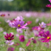 コスモス畑