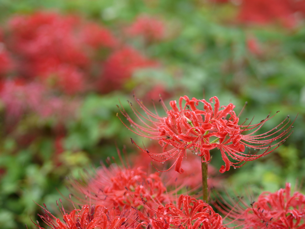 雨の曼珠沙華4
