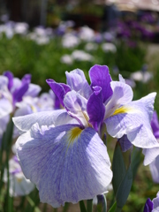 菖蒲