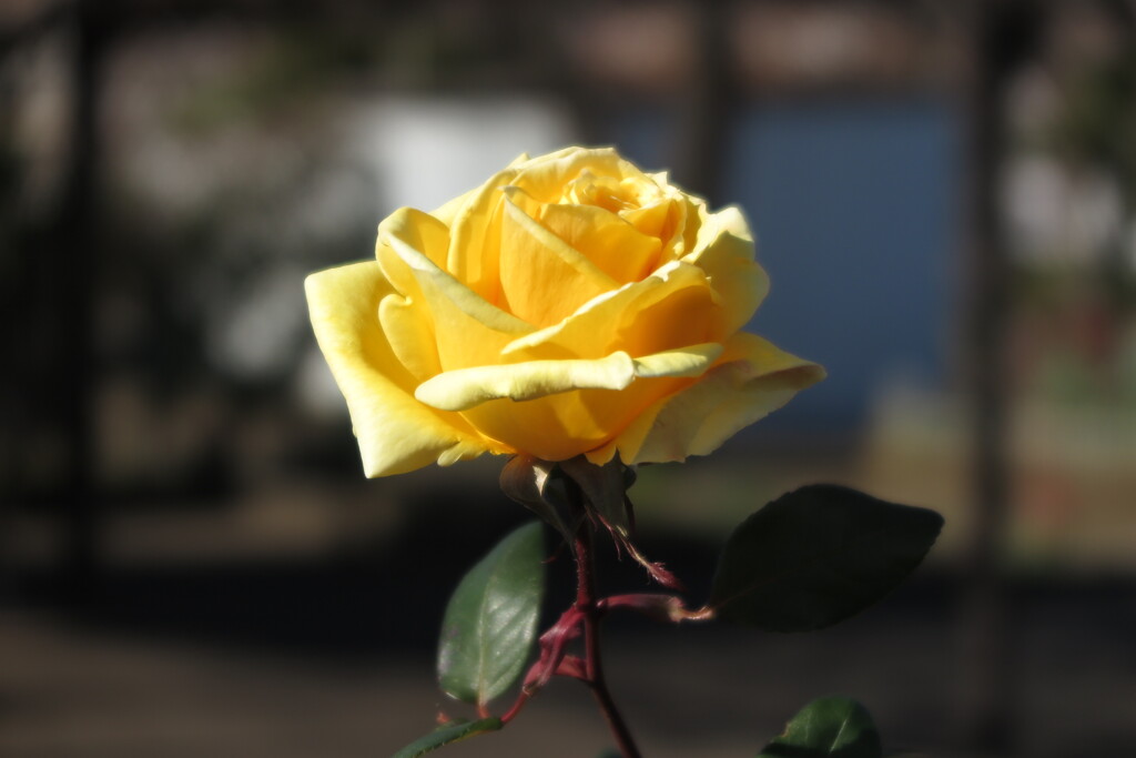 寒さに微笑む冬薔薇