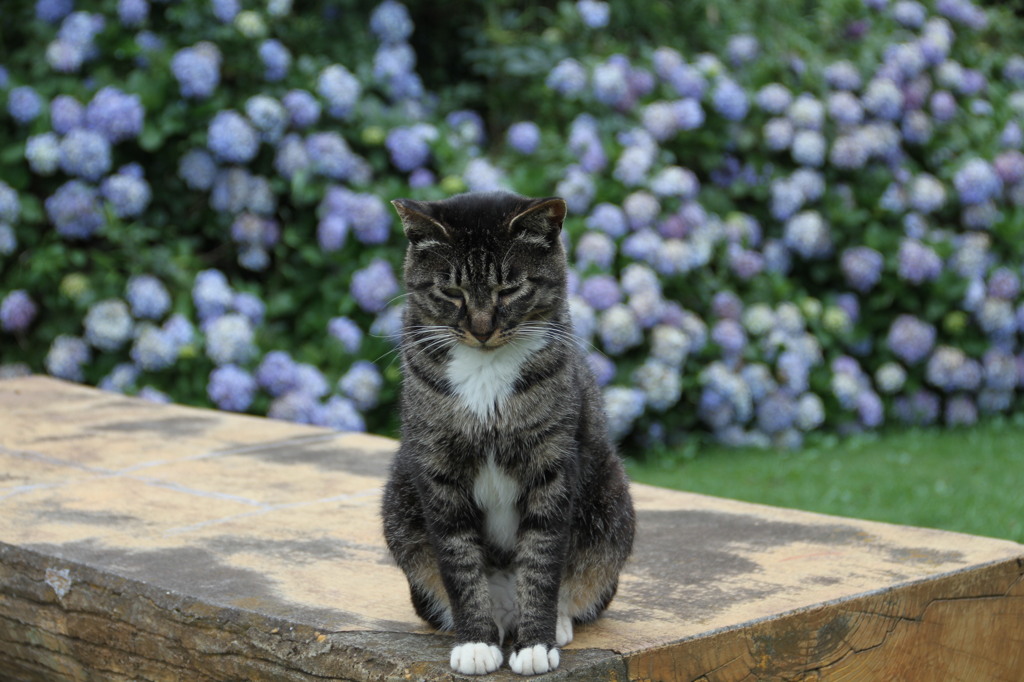 紫陽花と猫