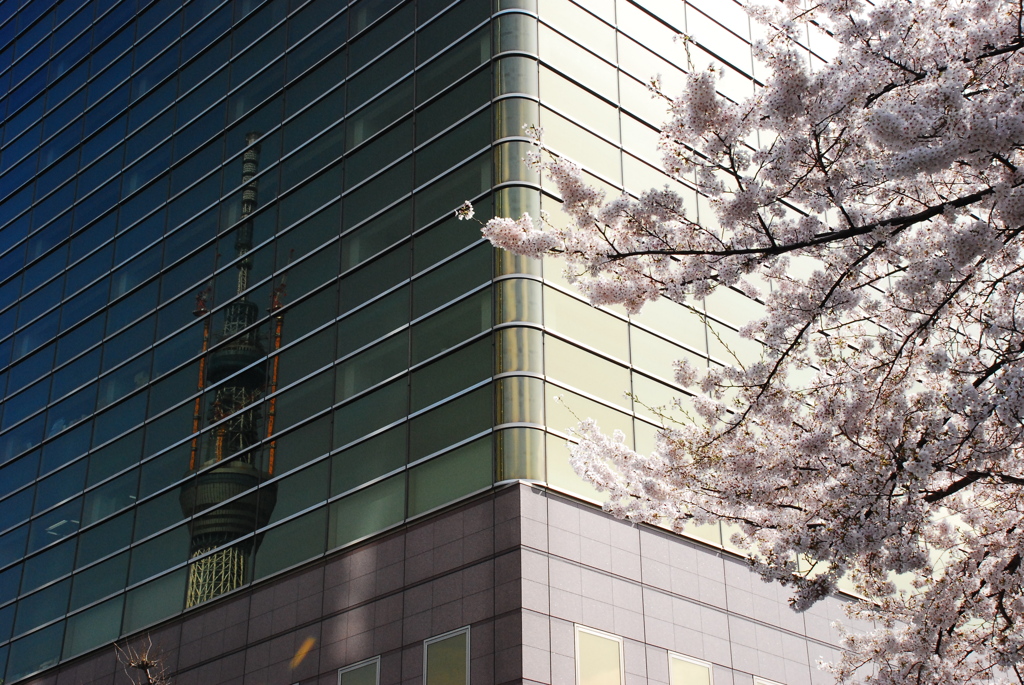 桜＆スカイツリー