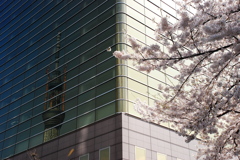 桜＆スカイツリー