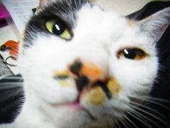 ゴマ