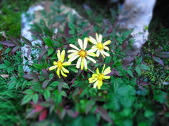 お花