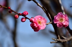 梅の花、開く♪