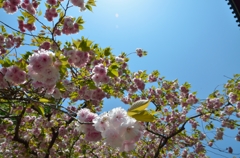 八重桜～満開