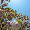 八重桜～満開