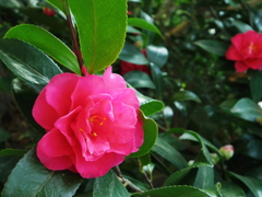 紅いお花で暖かく