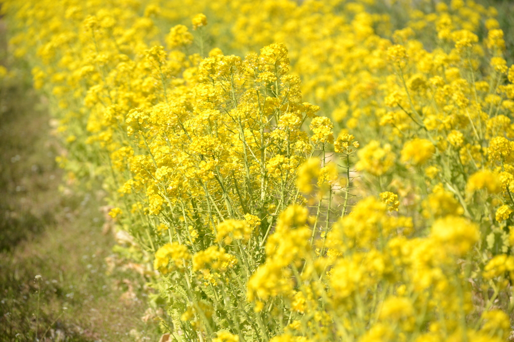 菜の花畑で春が来た