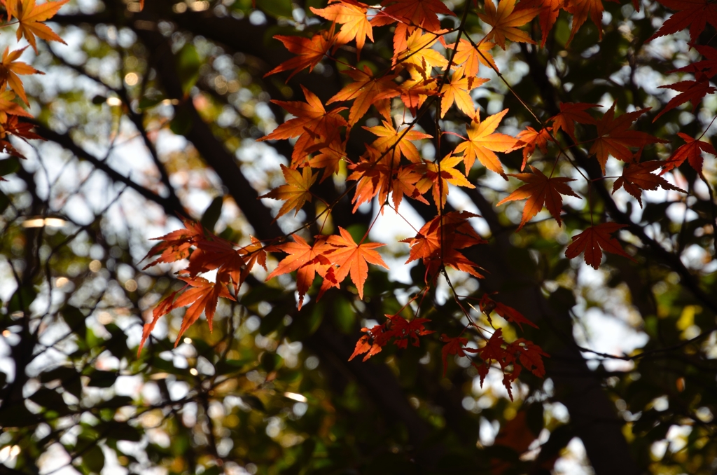 少しは紅く