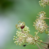 テントウムシとウド