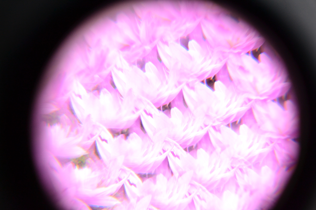 万華鏡を通して