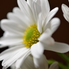 mellow white 