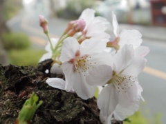 通りの桜