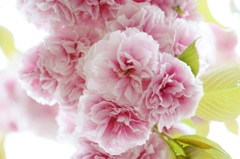 桜色満開
