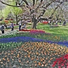 春の花の競演会