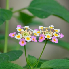 双子の花