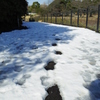 残雪