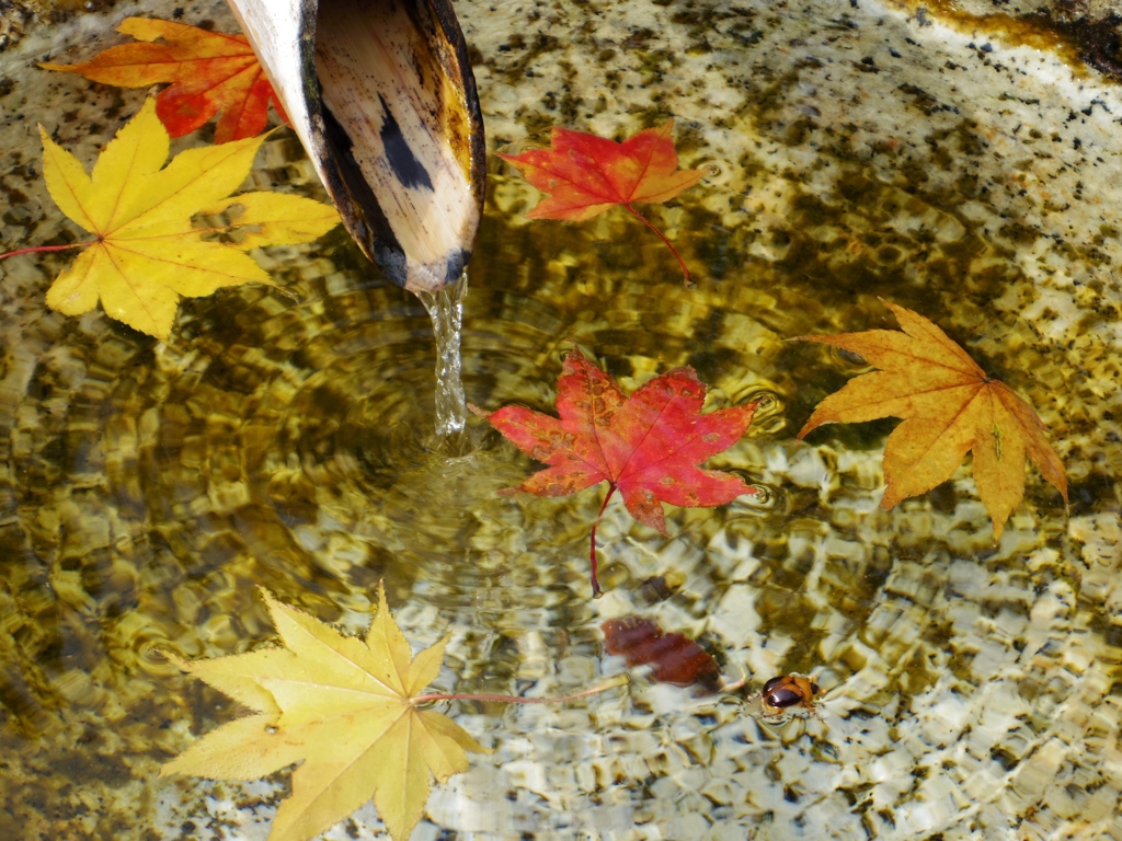 水盤に秋が浮かぶ
