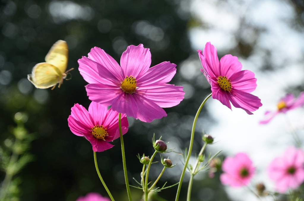 その花には…