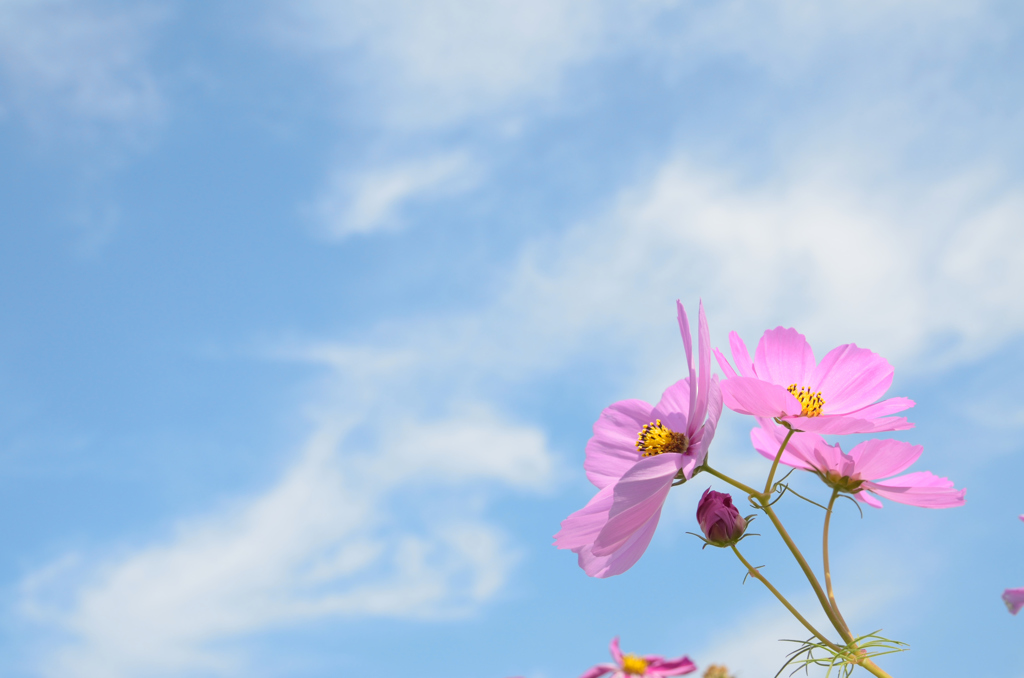 flowers and blue sky #1