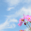 flowers and blue sky #1