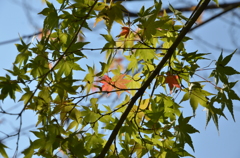 薄紅に染まりつつ