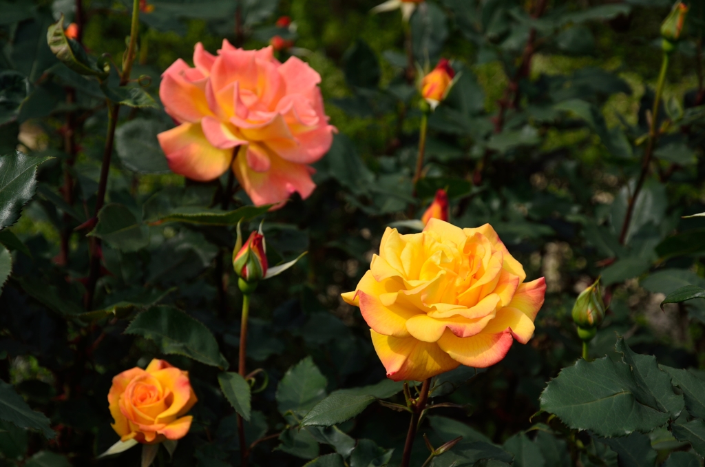気高き薔薇