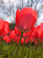 元気に咲くチューリップの花