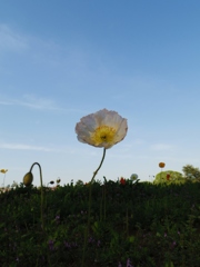 春空に微笑む