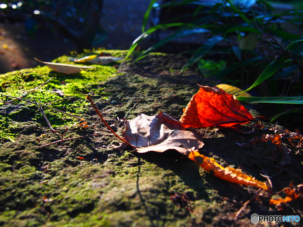fallen leaves…