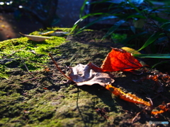 fallen leaves…