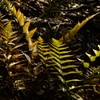 In the forest...