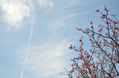 青空と紅梅と