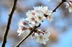 やっと桜が撮れました